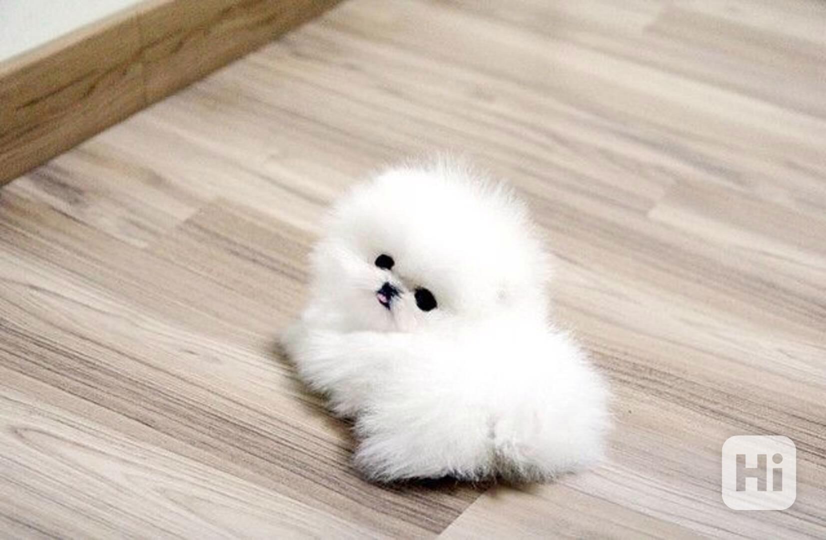 pomeranian bez Pp - foto 1