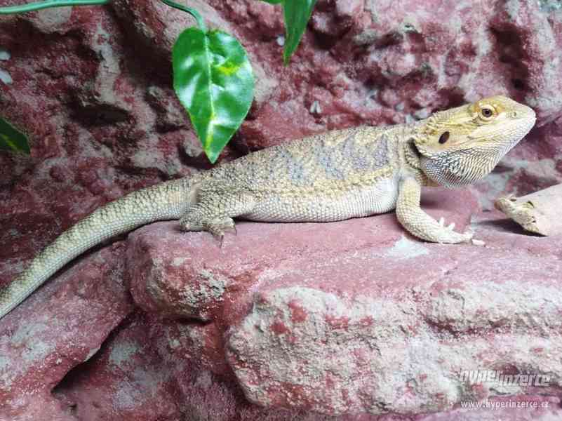 Agama - foto 1