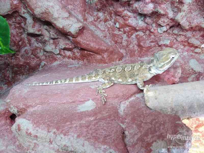 Agama - foto 2