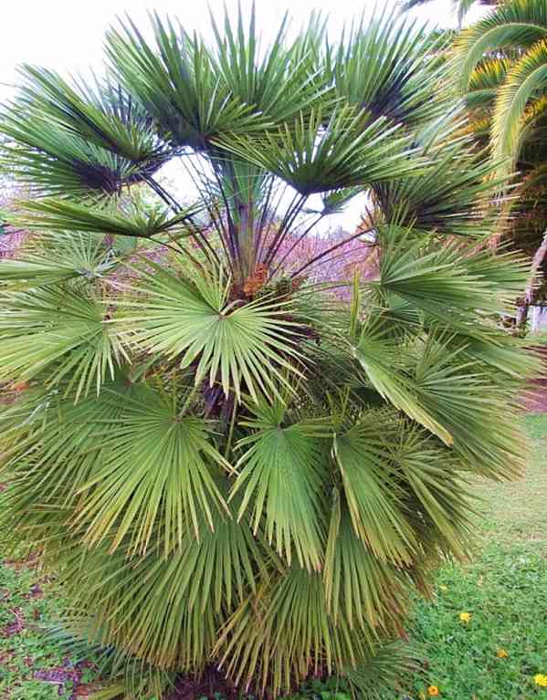 semena palma Phoenix humilis