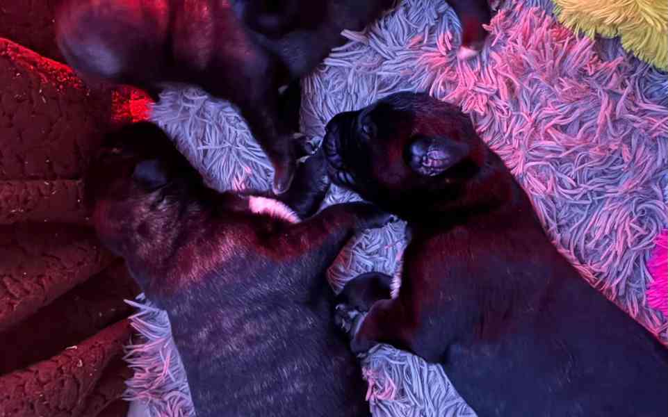 Irský vlkodav- štěňátka s PP  - foto 7