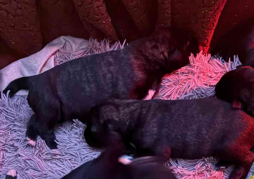 Irský vlkodav- štěňátka s PP  - foto 8