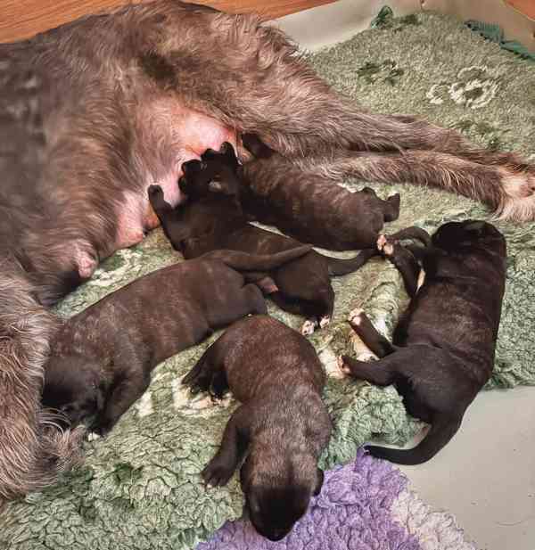 Irský vlkodav- štěňátka s PP  - foto 3