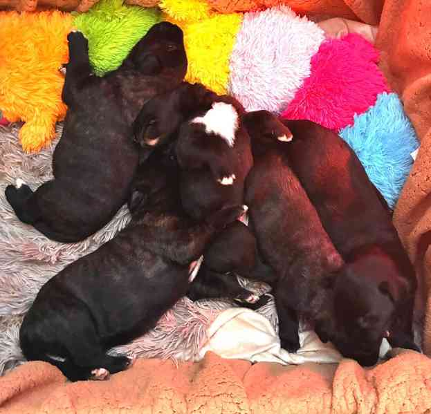 Irský vlkodav- štěňátka s PP  - foto 9