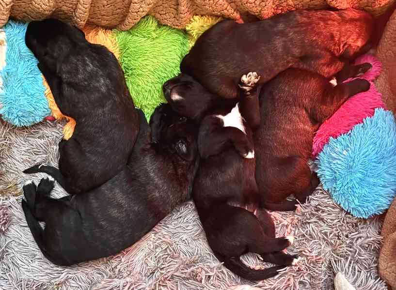 Irský vlkodav- štěňátka s PP  - foto 11