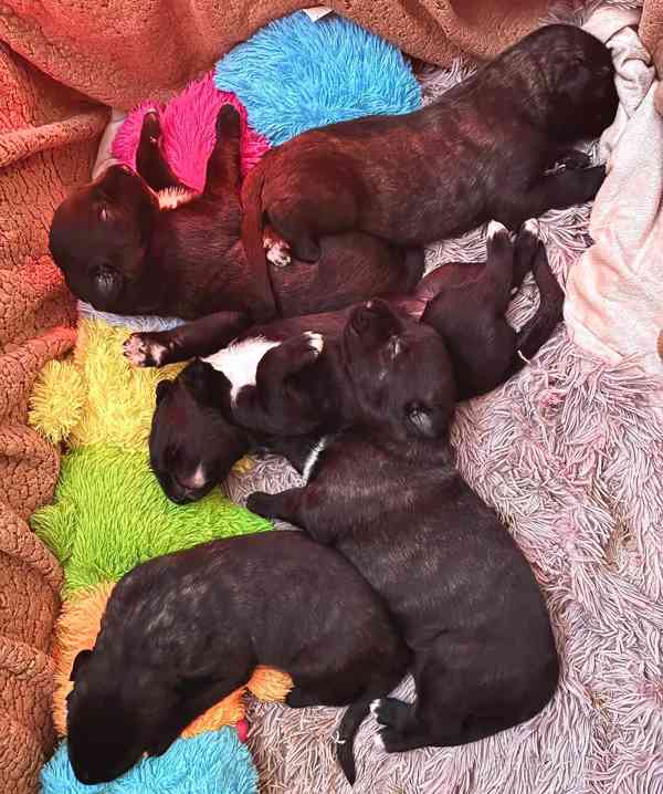 Irský vlkodav- štěňátka s PP  - foto 10