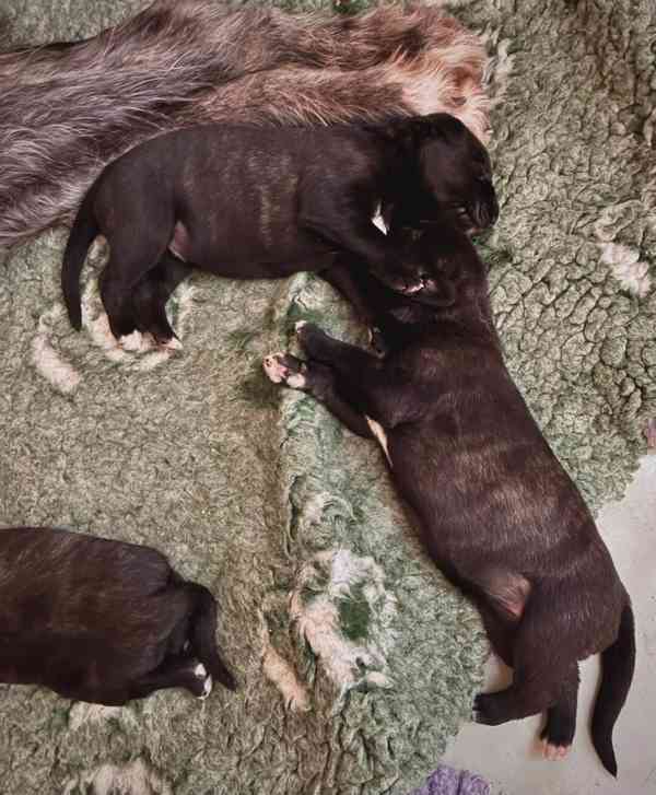 Irský vlkodav- štěňátka s PP  - foto 6