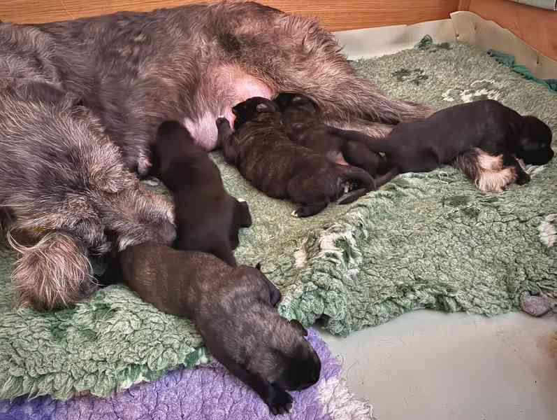 Irský vlkodav- štěňátka s PP  - foto 5