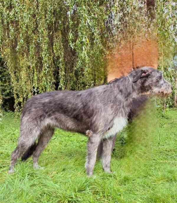 Irský vlkodav- štěňátka s PP  - foto 2