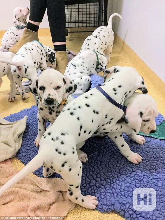  Krásní, vynikající štěňata dalmatinů, kluk a fenka - foto 1