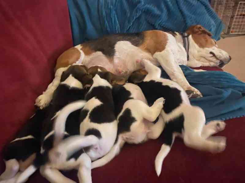 Krásná štěňata bíglů k dispozici - foto 2