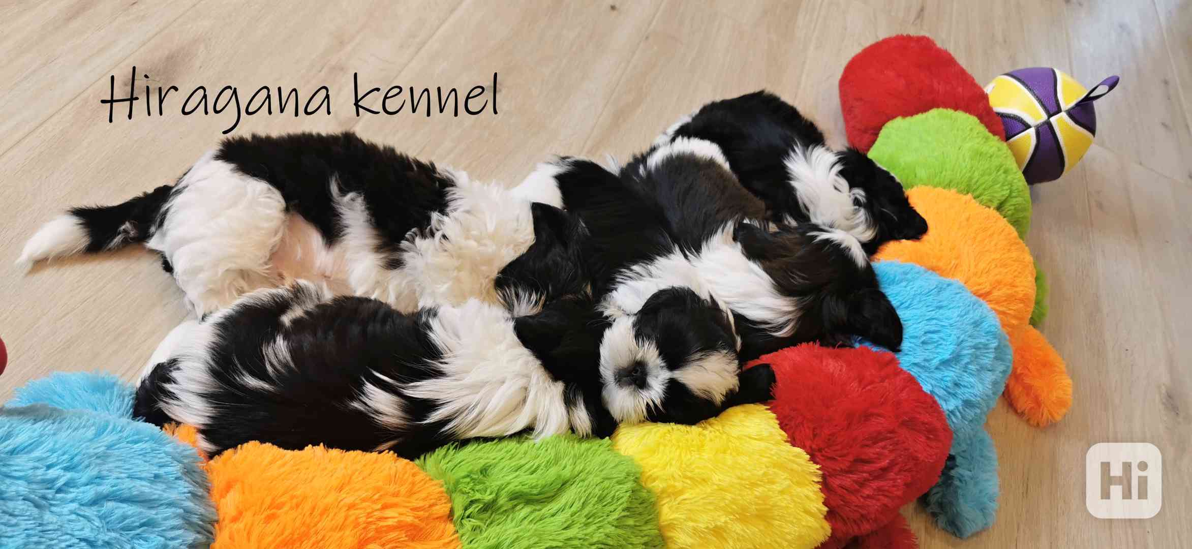 Štěňátka SHIH-TZU s PP - foto 1