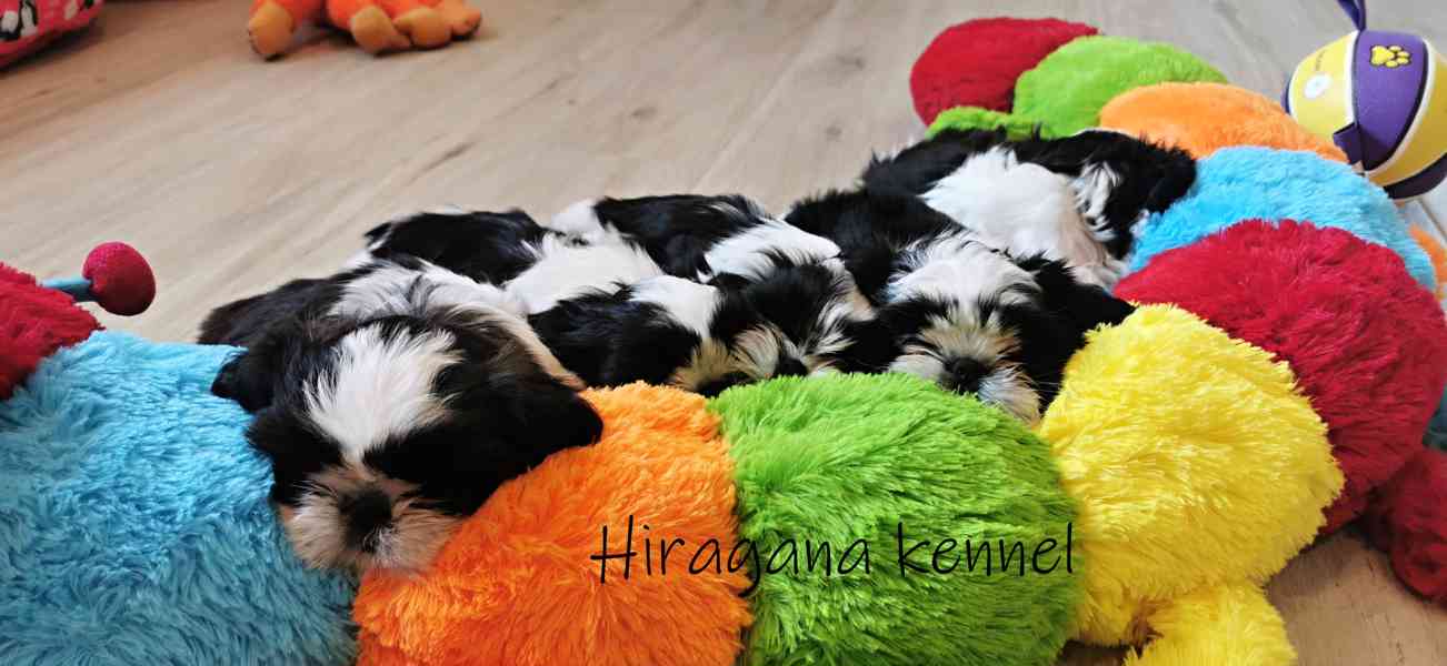 Štěňátka SHIH-TZU s PP - foto 6
