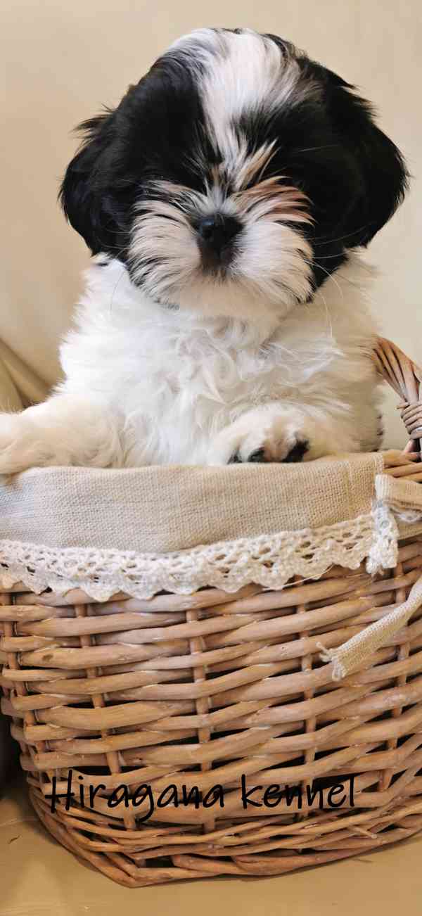 Štěňátka SHIH-TZU s PP - foto 9