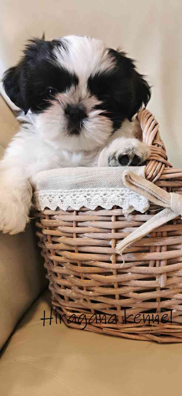 Štěňátka SHIH-TZU s PP - foto 2