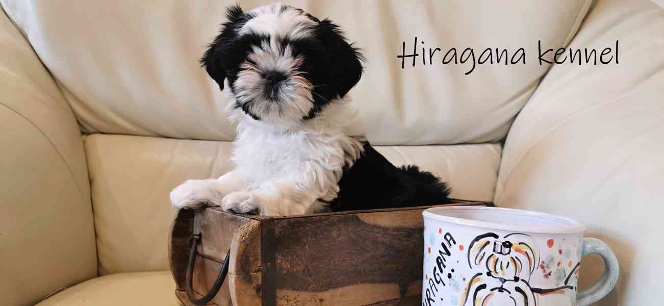 Štěňátka SHIH-TZU s PP - foto 7