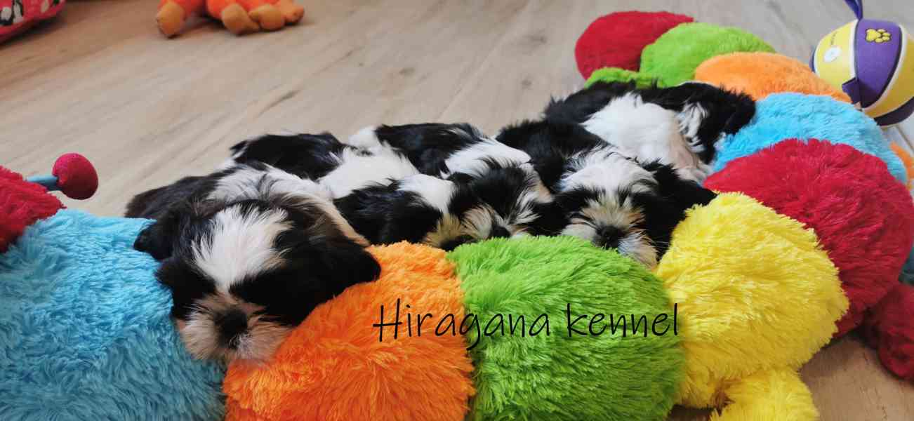 Štěňátka SHIH-TZU s PP - foto 4