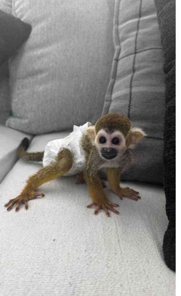 Chytré opice veverky k adopci - foto 1