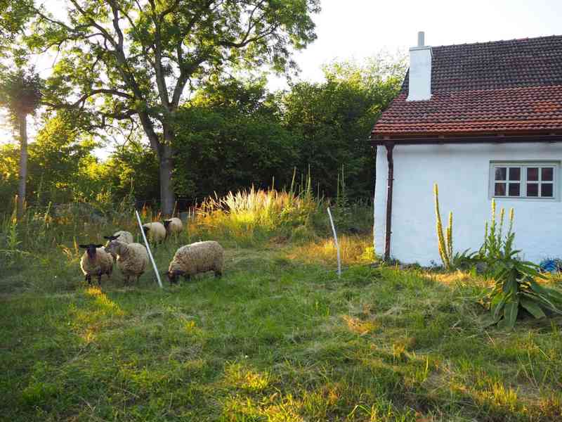 Samota u lesa, bývalá zemědělská usedlost na prodej - foto 9