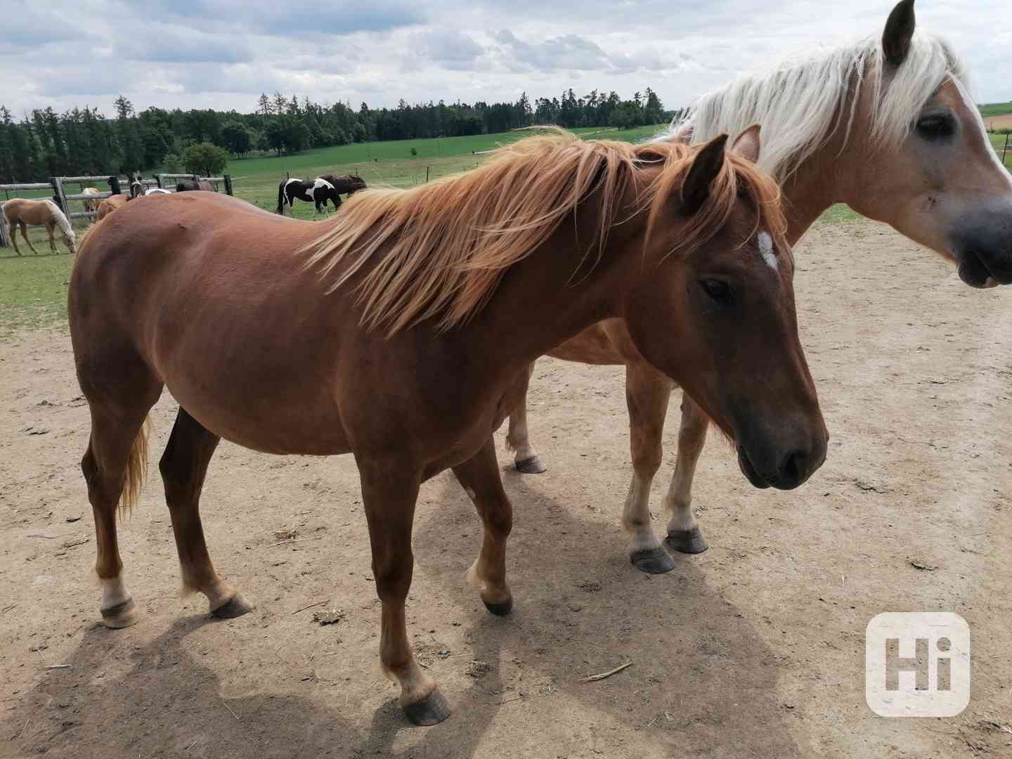 valach 2 roky - foto 1