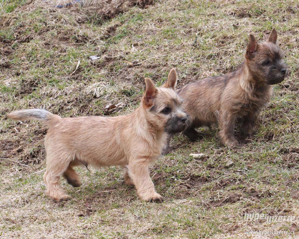 Cairn terrier - šteniatka - foto 1