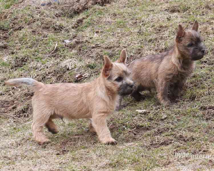 Cairn terrier - šteniatka - foto 1