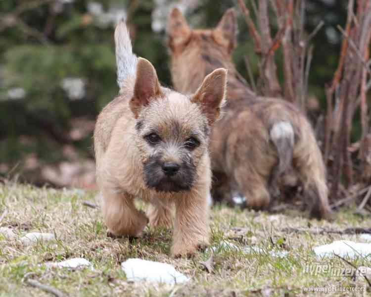 Cairn terrier - šteniatka - foto 2