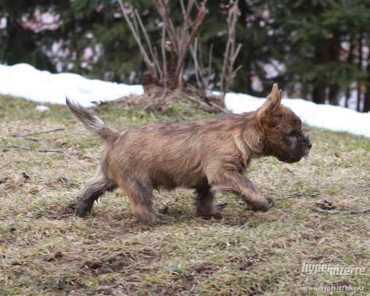 Cairn terrier - šteniatka - foto 3