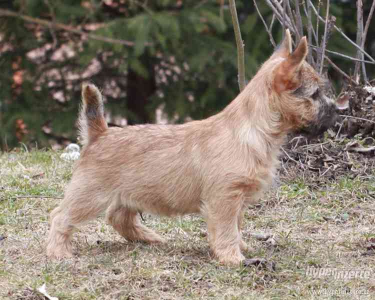 Cairn terrier - šteniatka - foto 4
