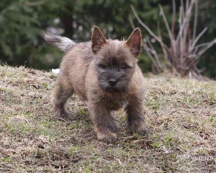 Cairn terrier - šteniatka - foto 5