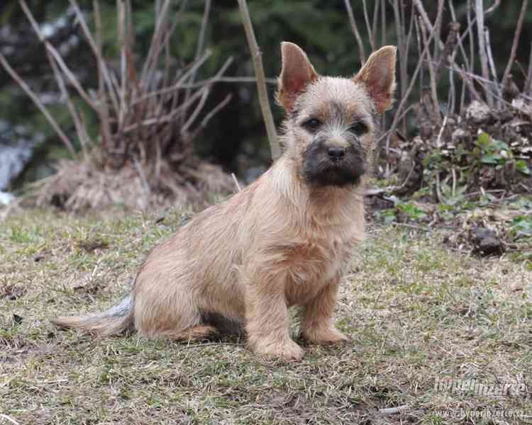Cairn terrier - šteniatka - foto 6