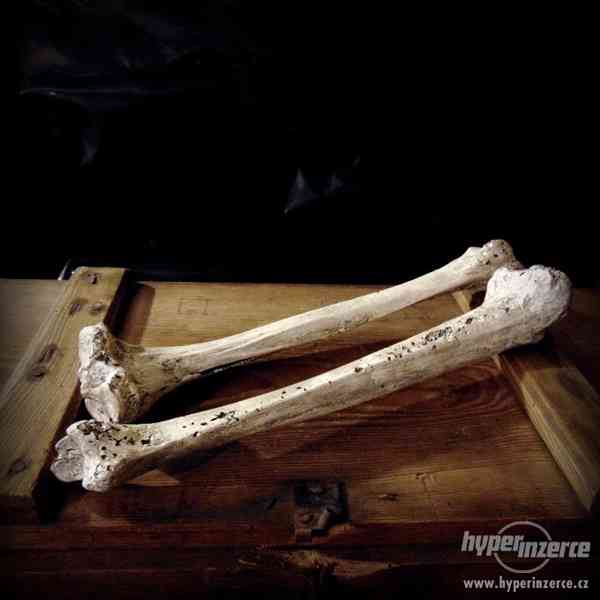 Replika člověka v životní velikosti. Lebky a kosti dekorace - foto 6