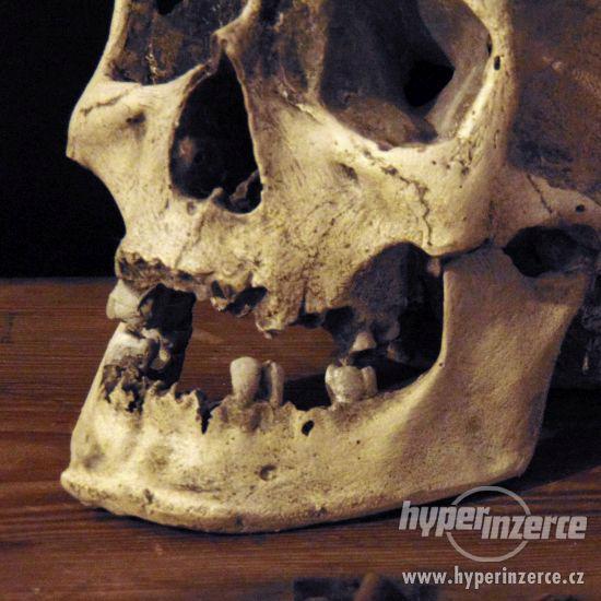 Replika člověka v životní velikosti. Lebky a kosti dekorace - foto 10