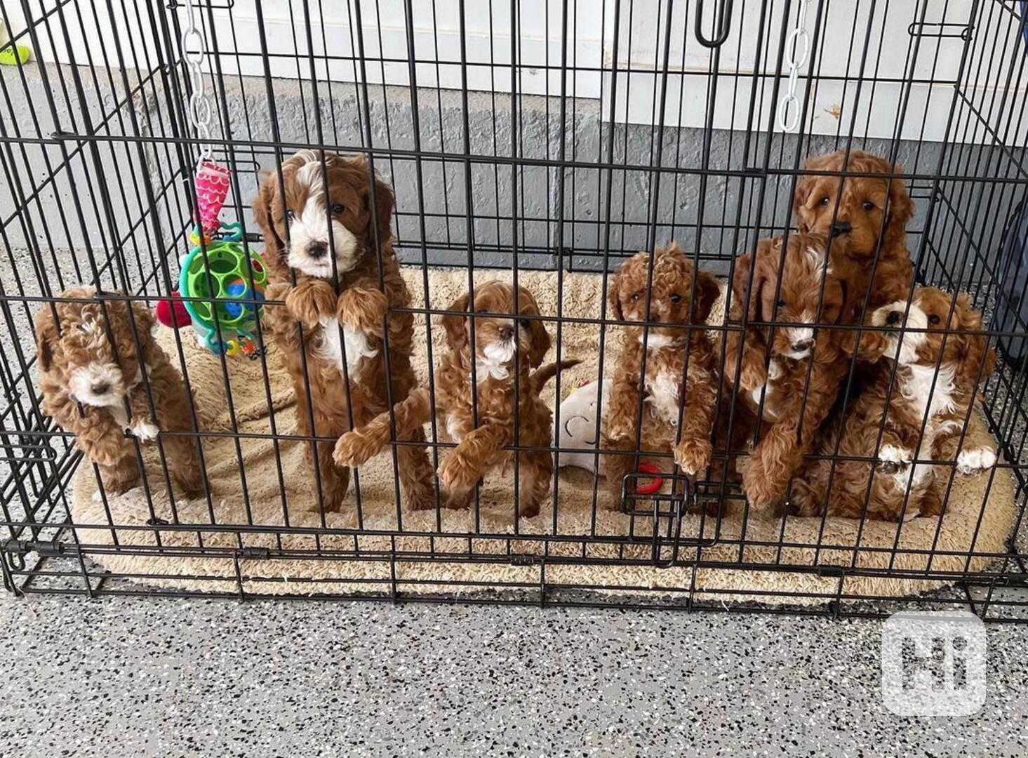 Красивые щенки Cavoodle для хорошего дома - foto 1