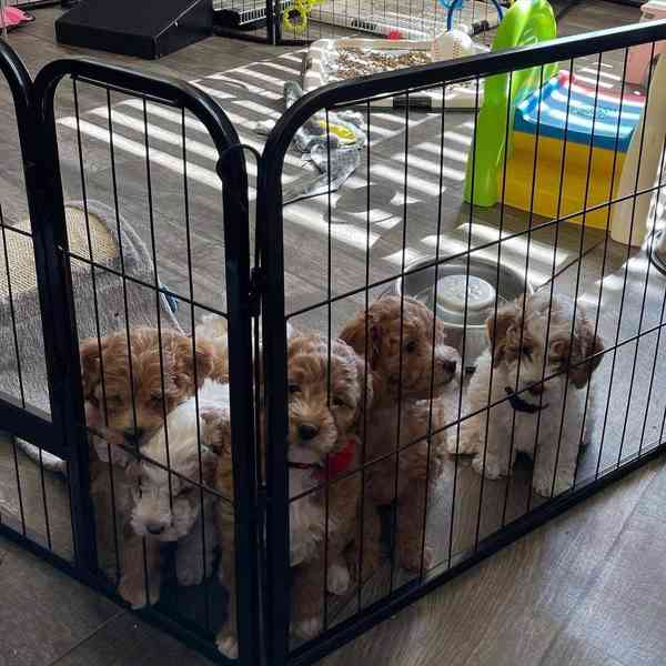 Красивые щенки Cavoodle для хорошего дома - foto 3