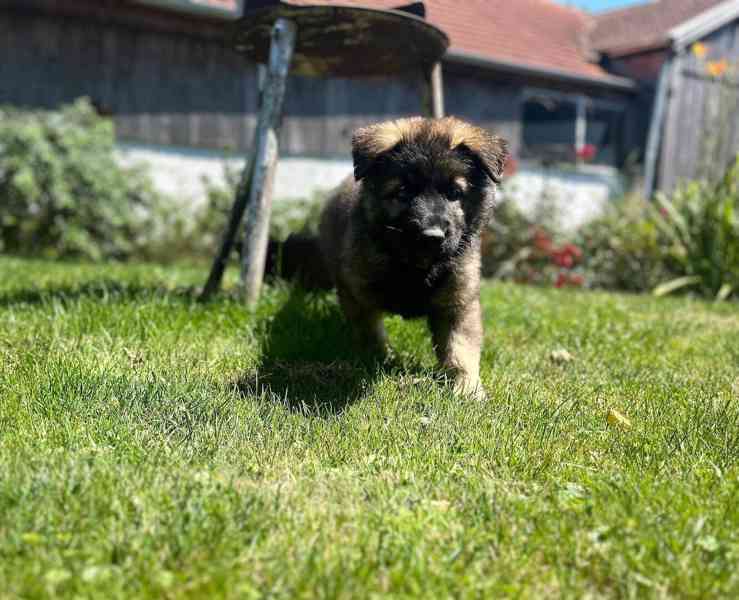 Štěňata německého ovčáka - foto 2