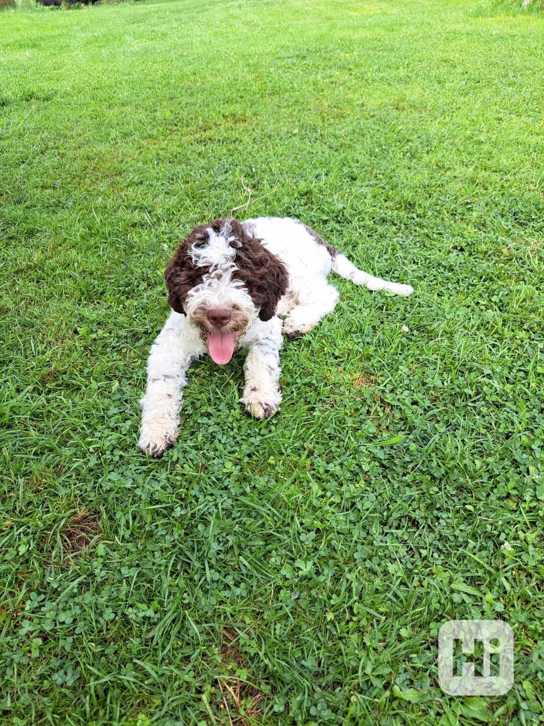 Lagotto romagnolo s PP - foto 1