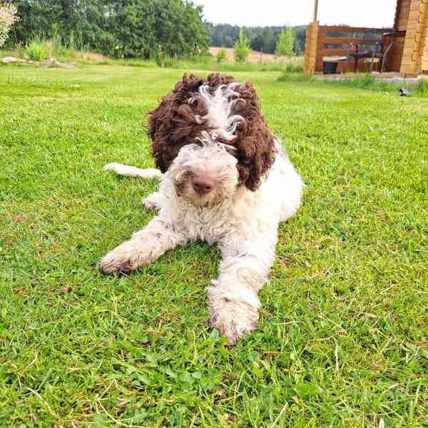 Lagotto romagnolo s PP - foto 3