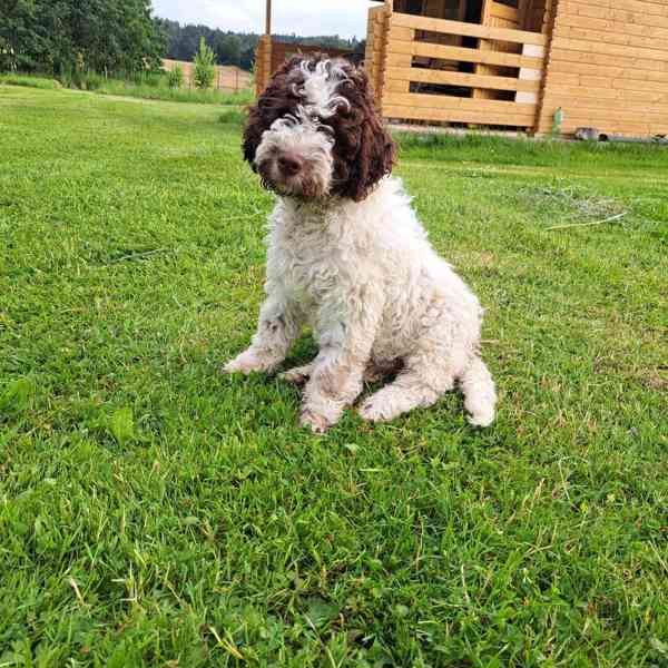 Lagotto romagnolo s PP - foto 4