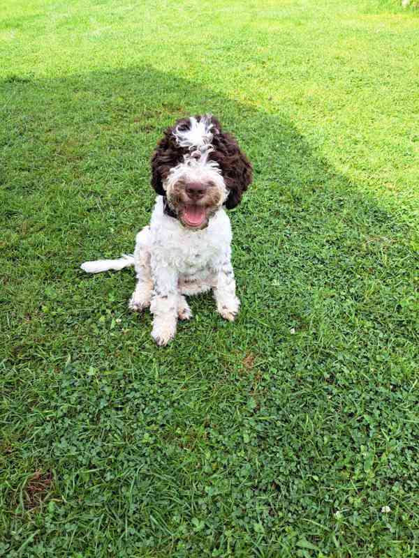 Lagotto romagnolo s PP - foto 2