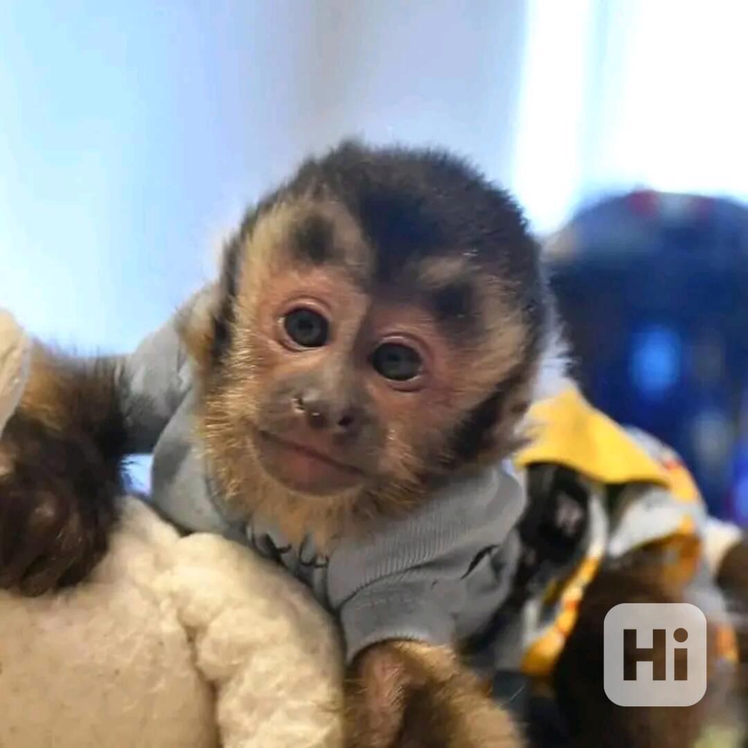  Adoptujte si tyto roztomilé kapucíny - foto 1