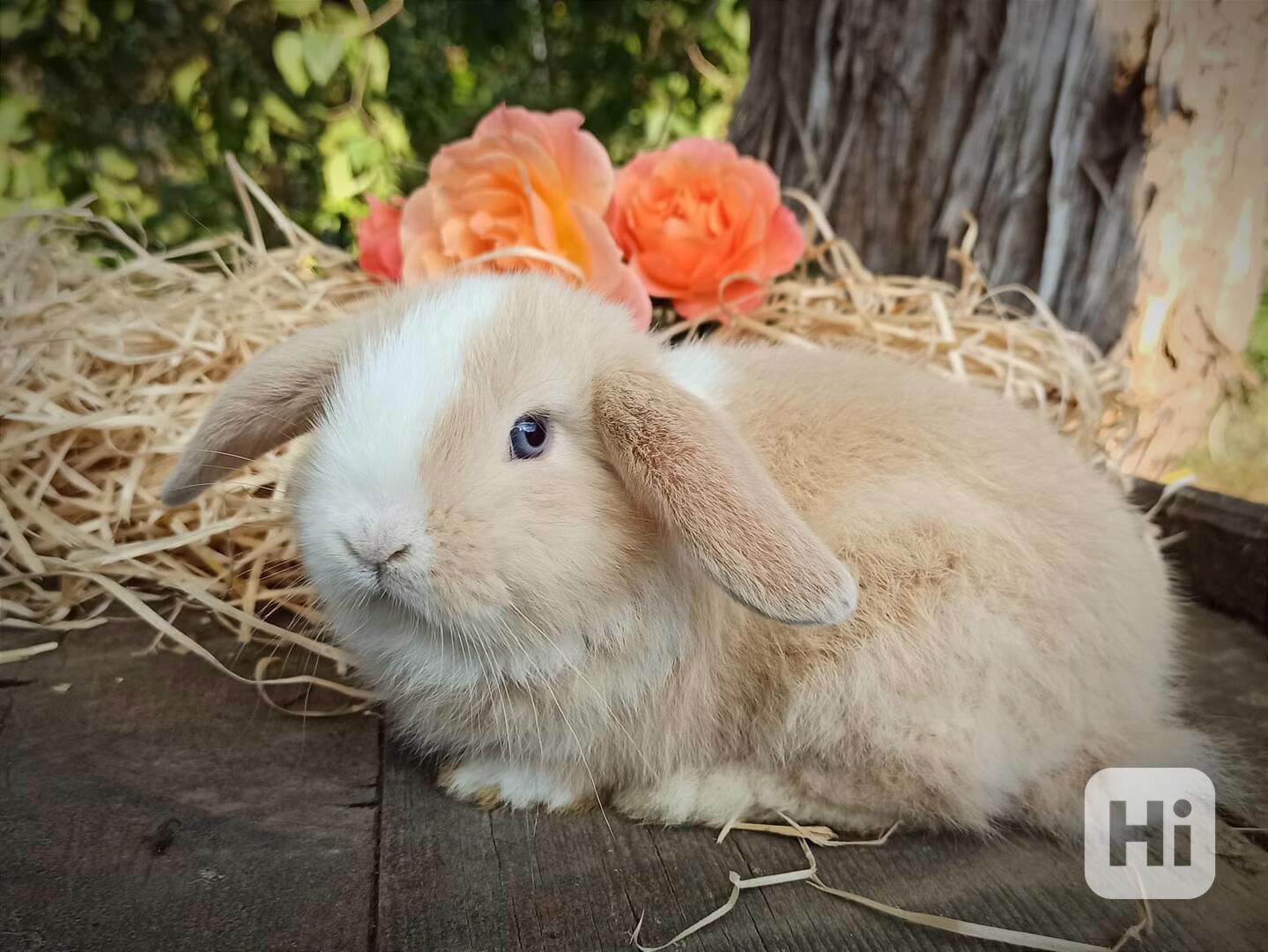 Zakrslý králík králíček beránek sameček - foto 1