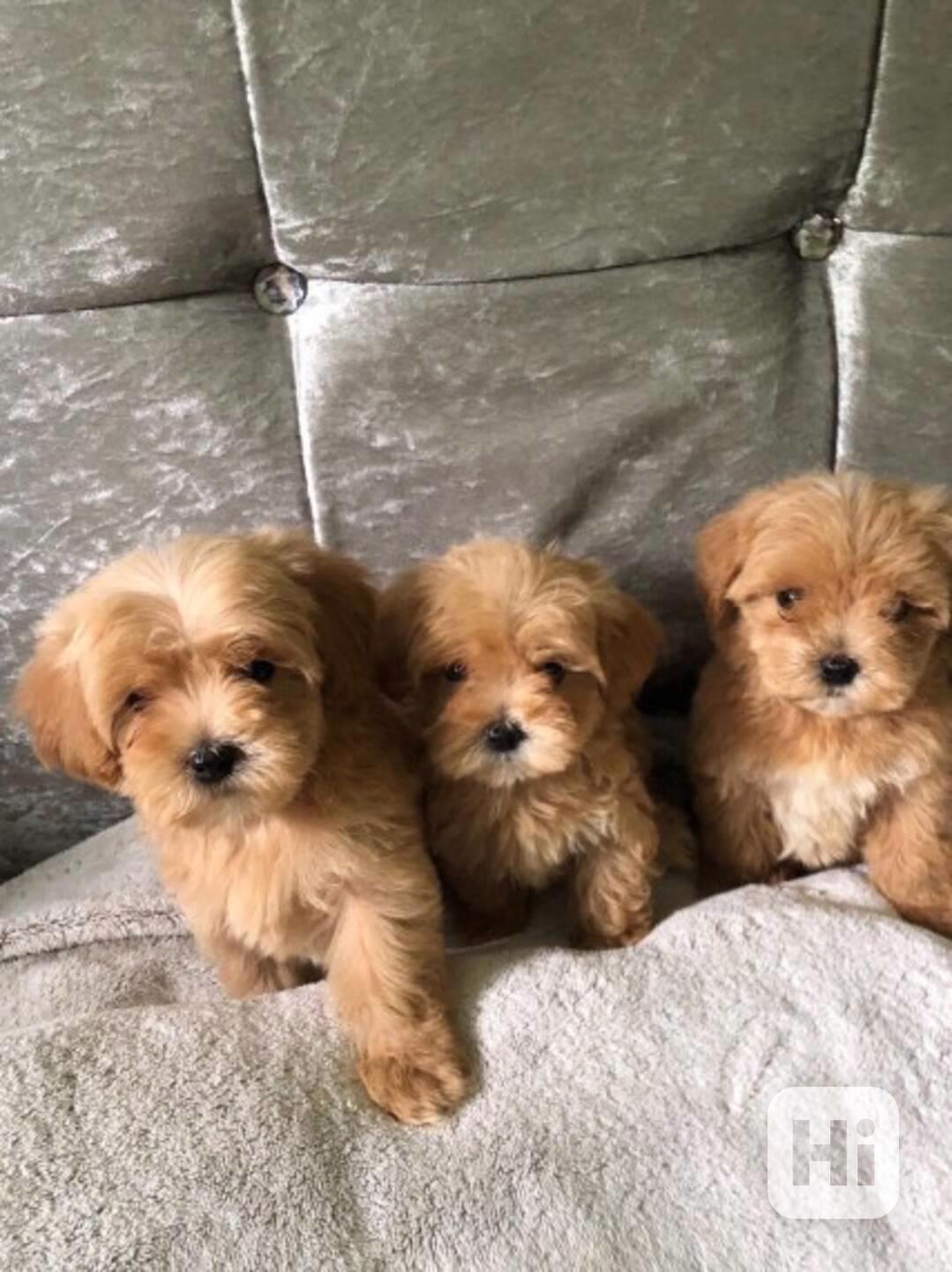 Medvídek Maltipoo, připravený. - foto 1