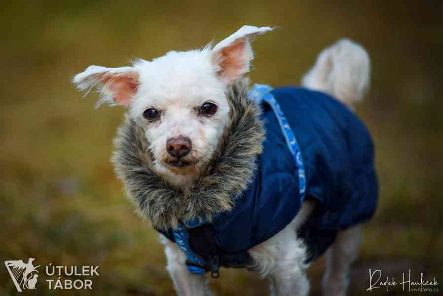 Nariko něžný maltézský psík k adopci - foto 2