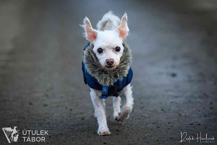 Nariko něžný maltézský psík k adopci - foto 3