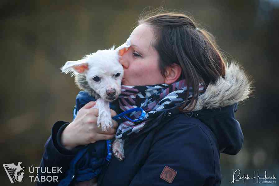 Nariko něžný maltézský psík k adopci - foto 4