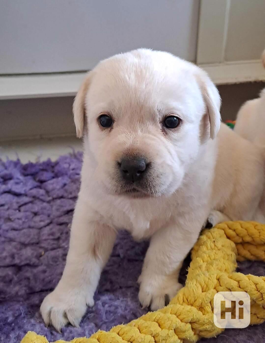 Štěňátka labradora s PP - foto 1