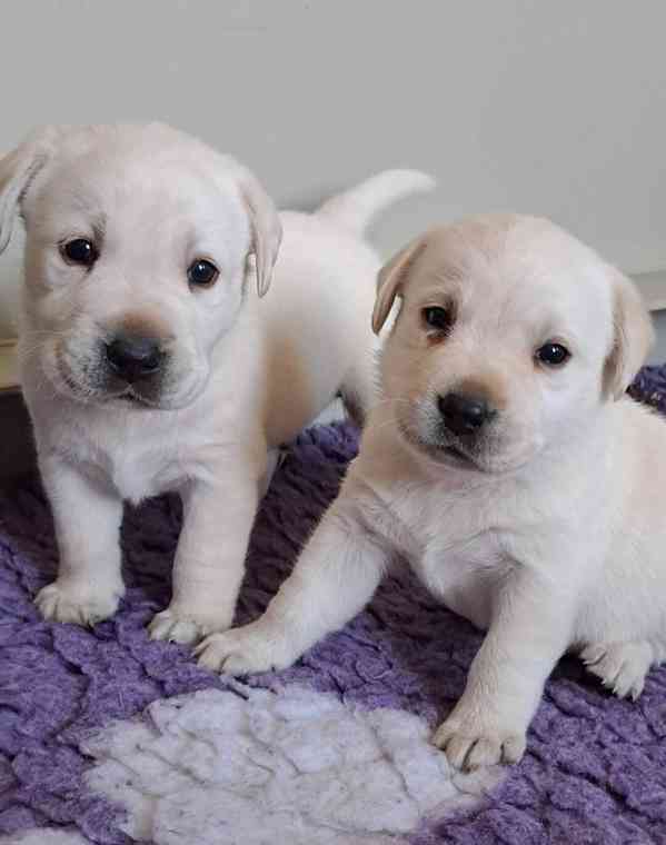 Štěňátka labradora s PP - foto 2