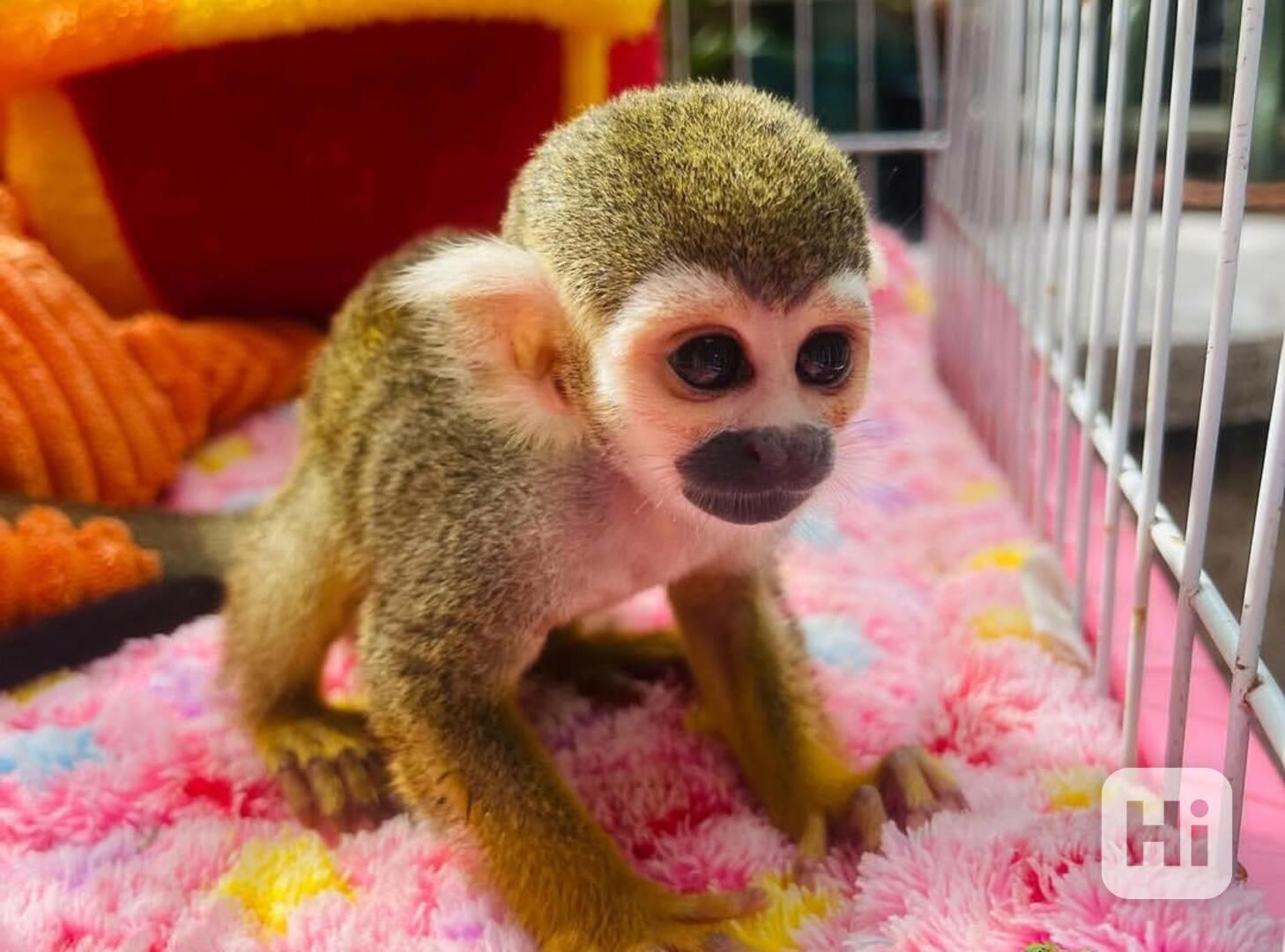 Roztomilé veverčí opice k adopci zdarma - foto 1