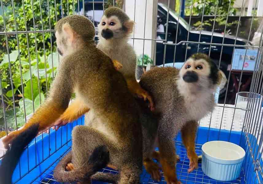 Roztomilé veverčí opice k adopci zdarma - foto 2